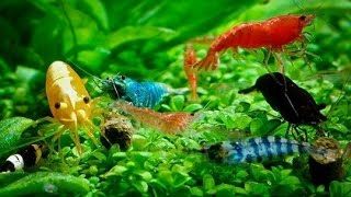 “Vũ nữ 7 màu”: Thú chơi khác người của dân Việt