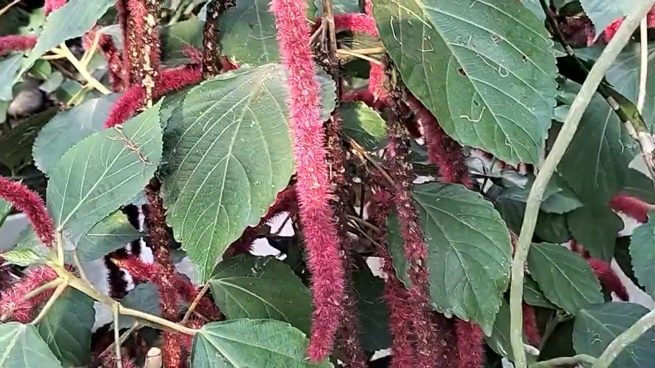 Mùng 3 tết ra vườn hóng mát , trời quá nóng nực Cô chú anh chị ơi.