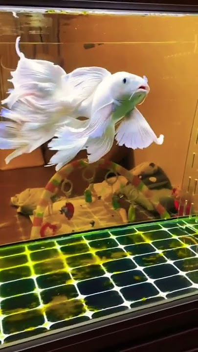 butterfly koi Fish #shorts #viral #shortsfeed   #trending