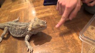 Mi Dragón Barbudo Pogona comiendo grillo, cucaracha y lechuga