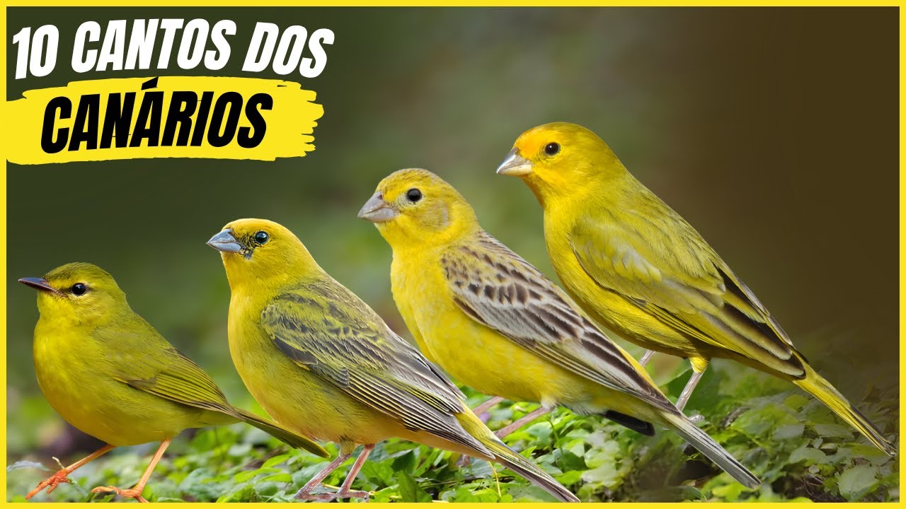10 Canários do Brasil com Cantos Mais Bonitos e Seus Habitats! - YouTube