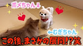 ポケモン ペット用おもちゃ モンスターボール 犬 フェレット ポケモン ポケットモンスター Youtube ポケモン ペット用おもちゃ モンスターボール 犬 フェレット ポケモン ポケットモンスター Youtube