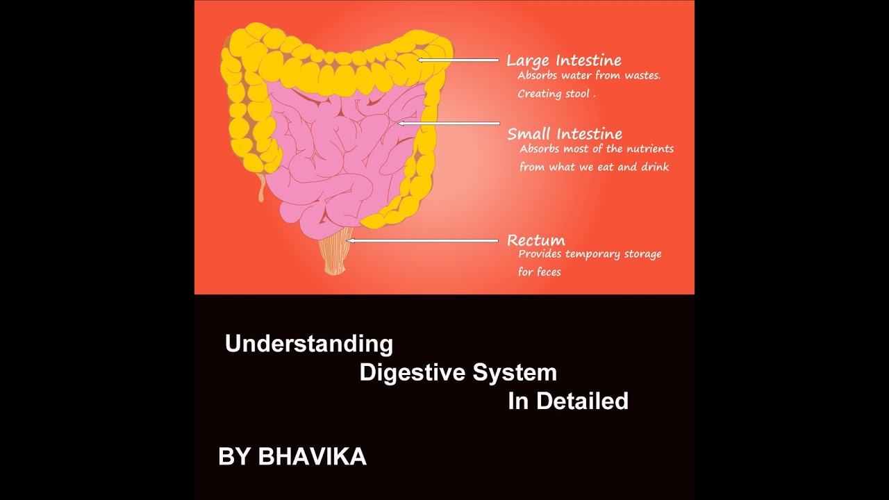 Understanding Our Digestive System in Detailed | In English | By