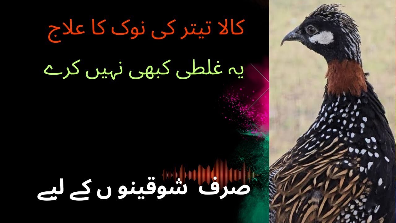 کالے تیتر کی عجیب بیماری 😢 | نوک بھرنے کی وجہ اور حل 