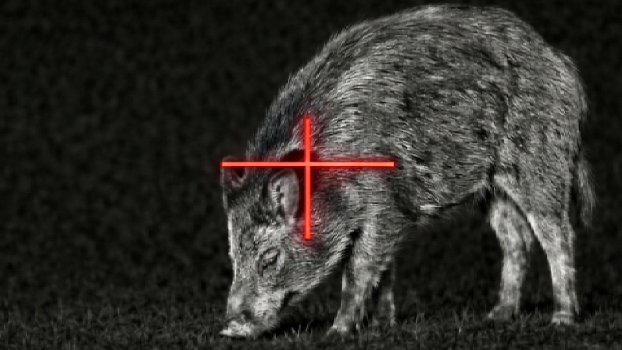 Морозная охота. 70 оленей в одном месте