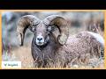 From the Himalayas to the Rockies – All Wild Sheep Species Uncovered