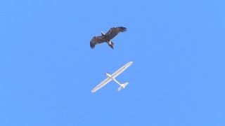 Eagle attacks RC glider