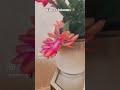 Winter blooms #wintercactus #schlumbergera
