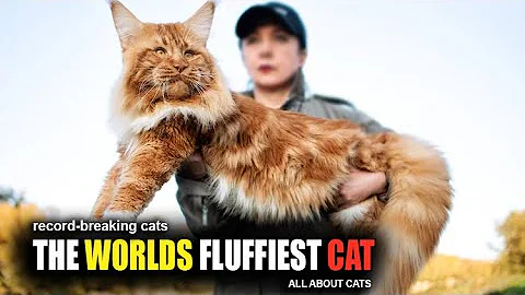 Video 4341681: maine coon cat breed, maine coon cat facts, somali cat breed, fluffy cat breeds, cat breeds perfect, birman cat breed, furry cat