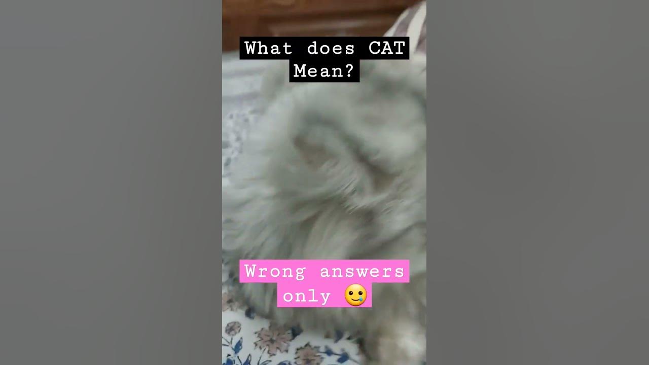 what-does-cat-mean-shorts-catshorts-subscribe-youtube