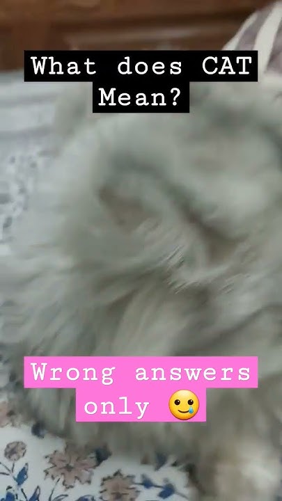 what-does-cat-mean-shorts-catshorts-subscribe-youtube