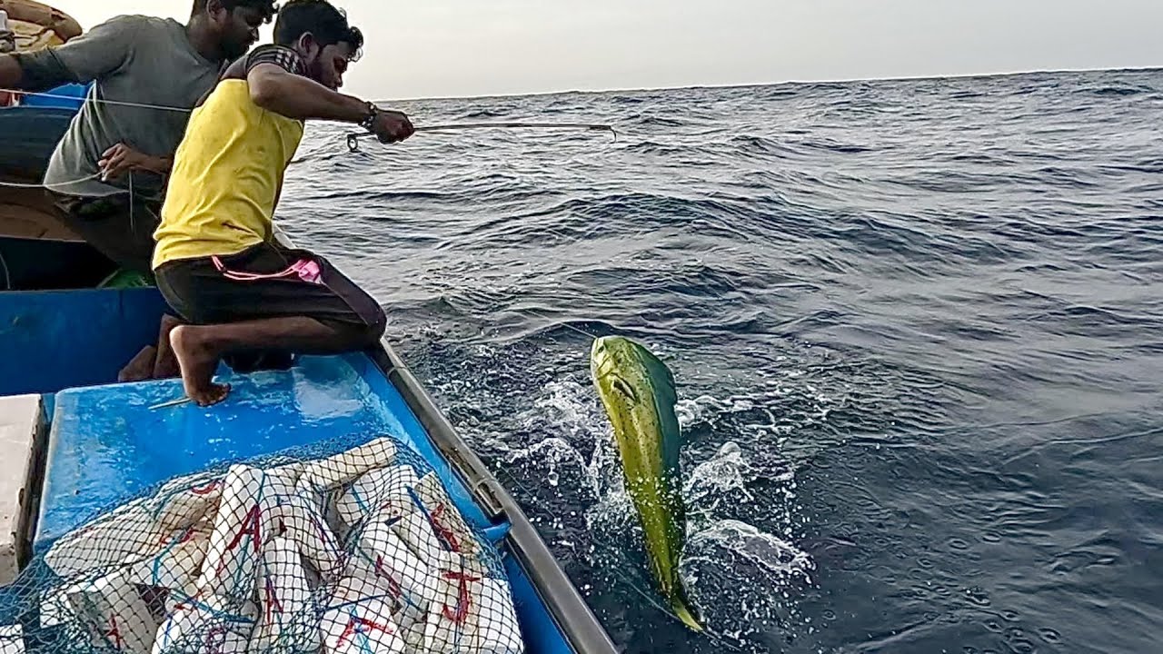Catching a Lot of Mahi Mahi Fish in the Sea YouTube