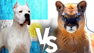 Dogo Argentino VS Puma Mountain Lion Cougar Puma VS Dogo Argentino Cins Köpekleri