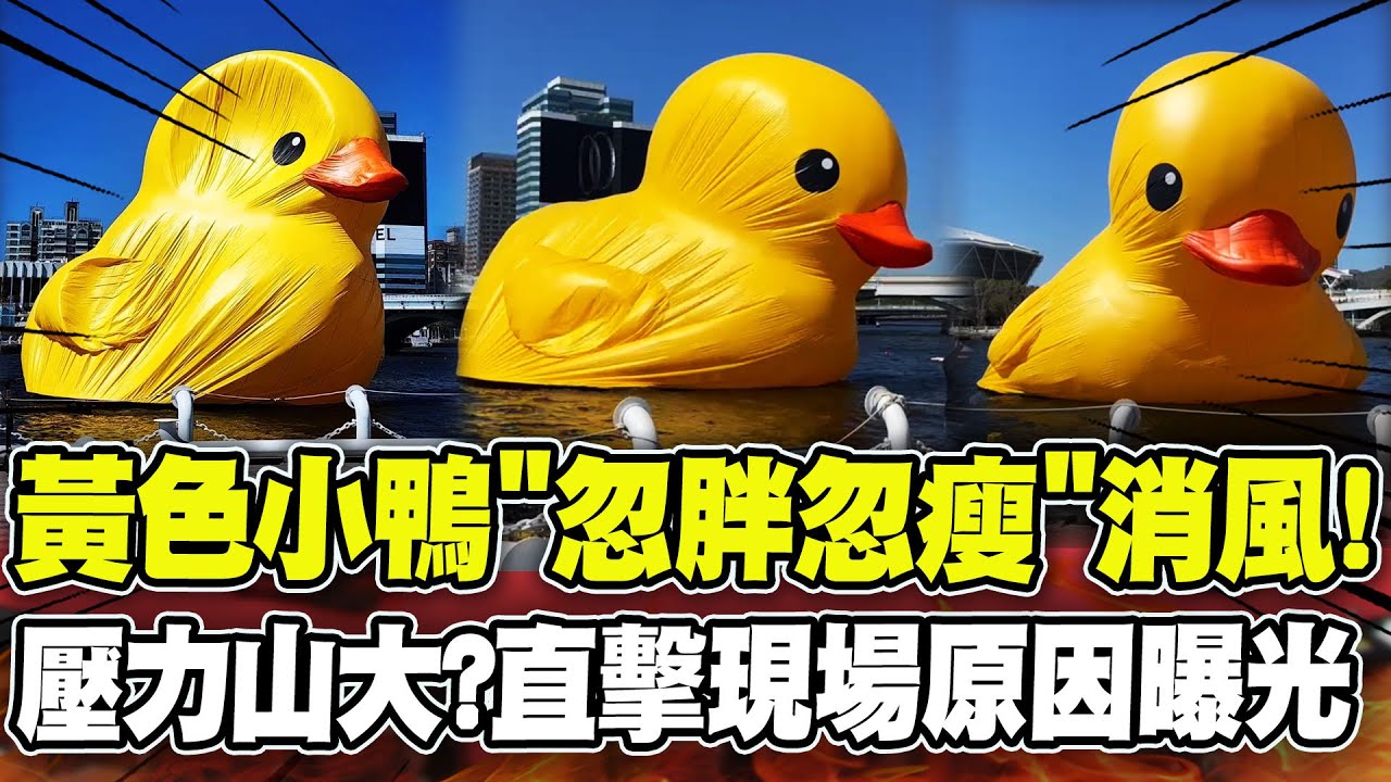 壓力山大!直擊黃色小鴨