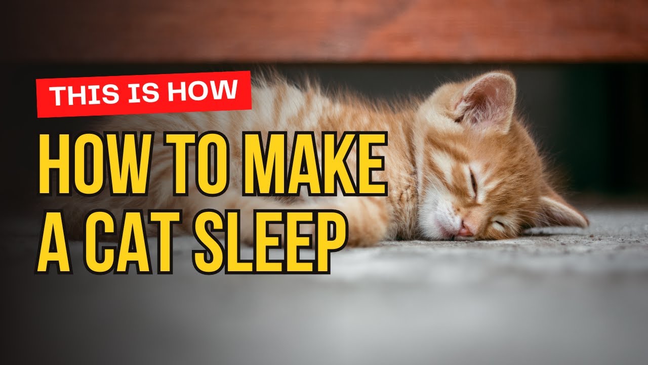 How to Make Your Cat Sleep Like a Baby!