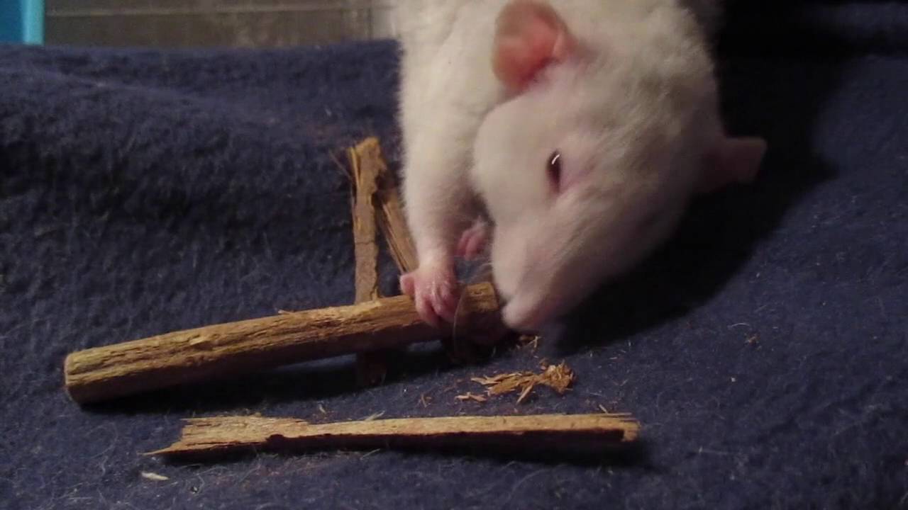 Chewing Willow Sticks YouTube