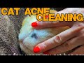 Allergic Cat Acne Cleaning