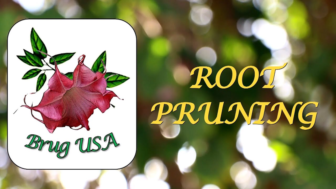 How to Root Prune your Brugmansia / Angel Trumpet YouTube