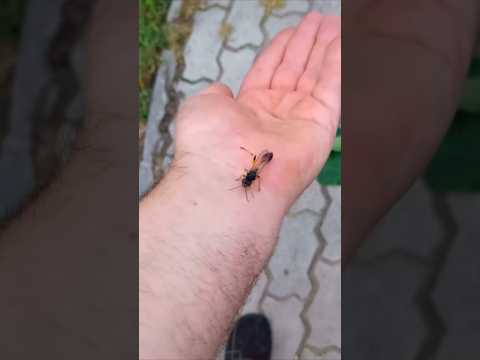 Укусила оса. Последствия укуса