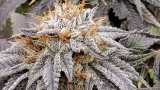 Indoor Cannabis Grow 🍒🎼 Week 7 Flower 🌈 Double Up Runtz 🍒 How I Move🍒