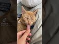 The Funniest Cats of TikTok #shorts