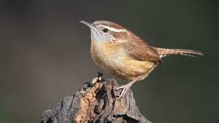 The song of the Carolina Wren - Bird Sounds | 10 Hours