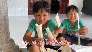 Lần đầu tiên được trải nhiệm ăn củ hũ cây cọ và ngon không bằng tưởng