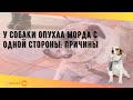 У собаки опухла морда с одной стороны: причины