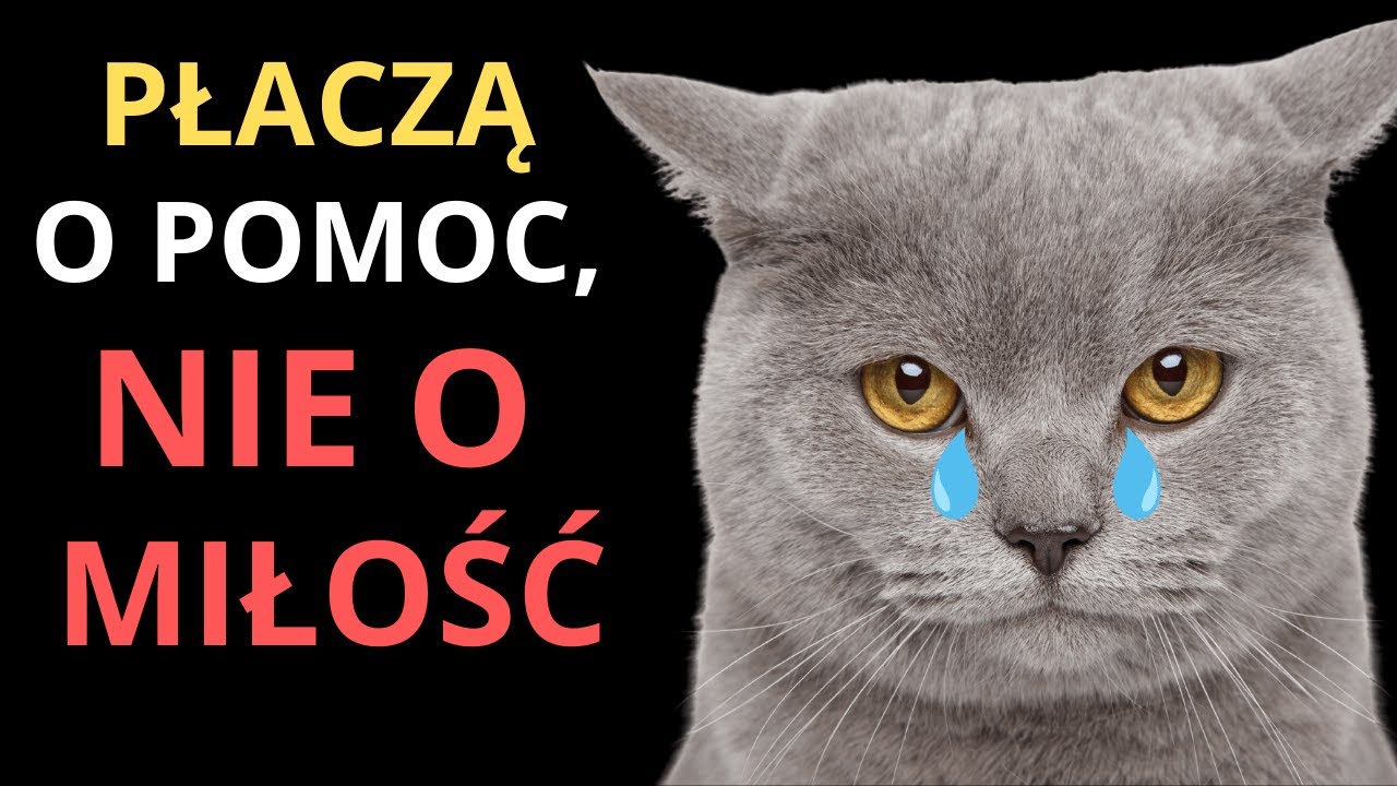 7 oznak, że Twój kot nie czuje się dobrze — emocjonalnie