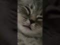 Funny cat sleeping Кішка смішно спить