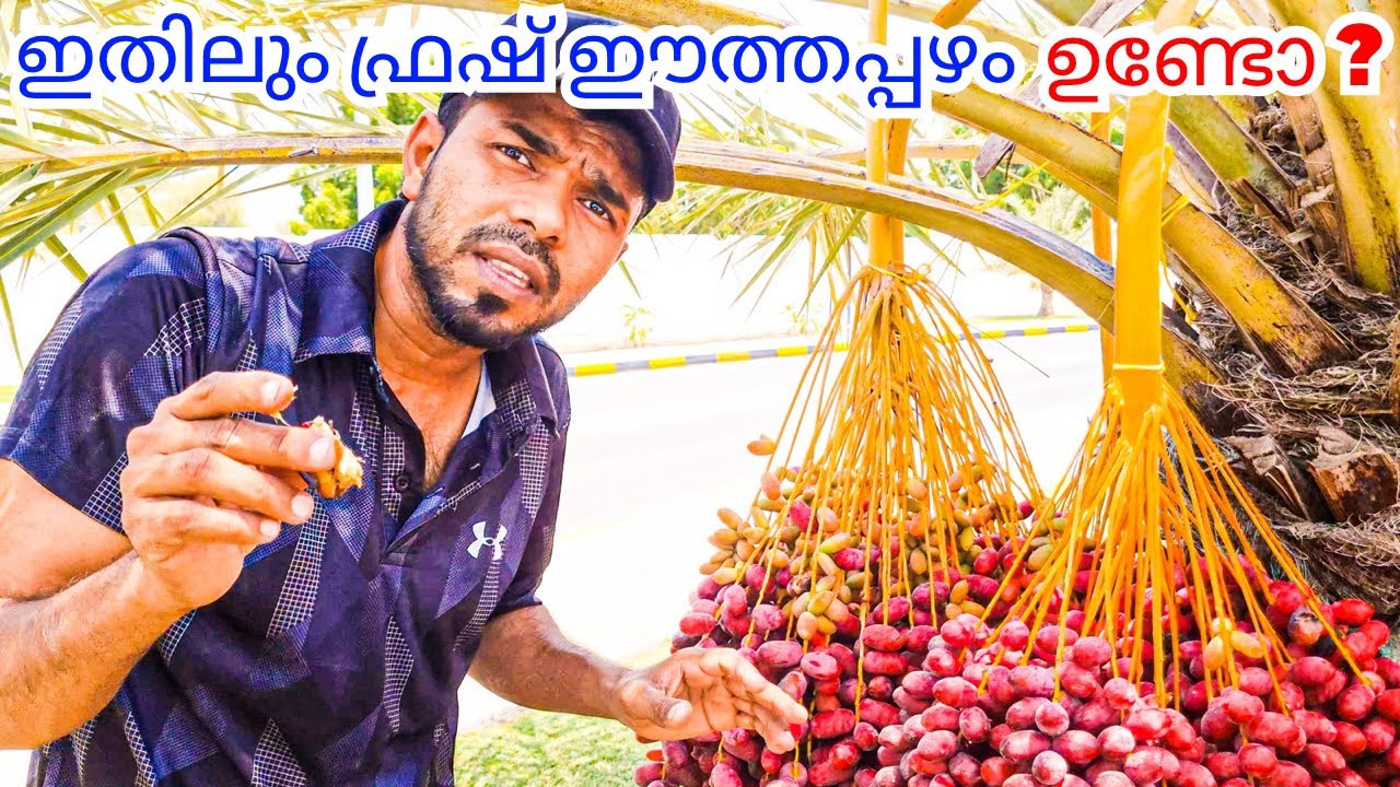 Best dates in uae dibba with hameedikka hameedkuttoor165 youtube