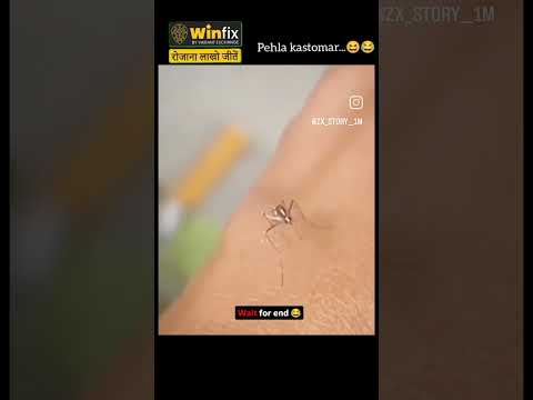 Mosquito Bite funny video April 2025