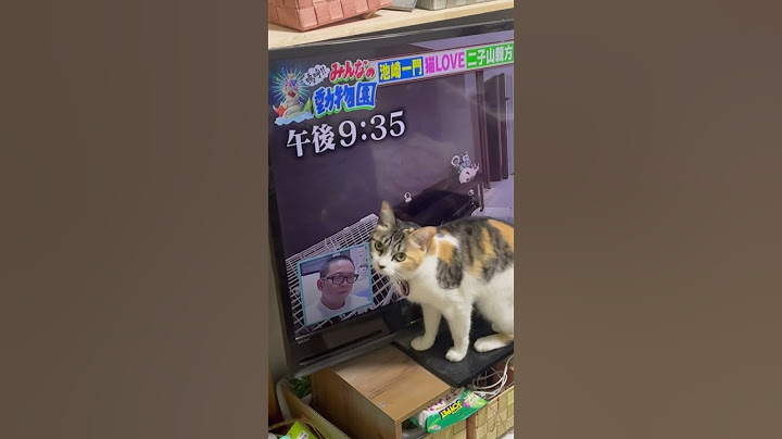 サンシャイン池崎さんに反応する猫