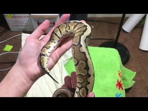 Orion Ball Python Unboxing
