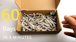 Silkworm Development Time-lapse For 60 Days