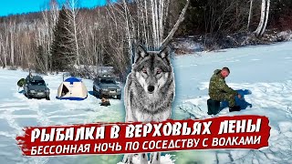 Река Лена . Пришли волки , было страшно.