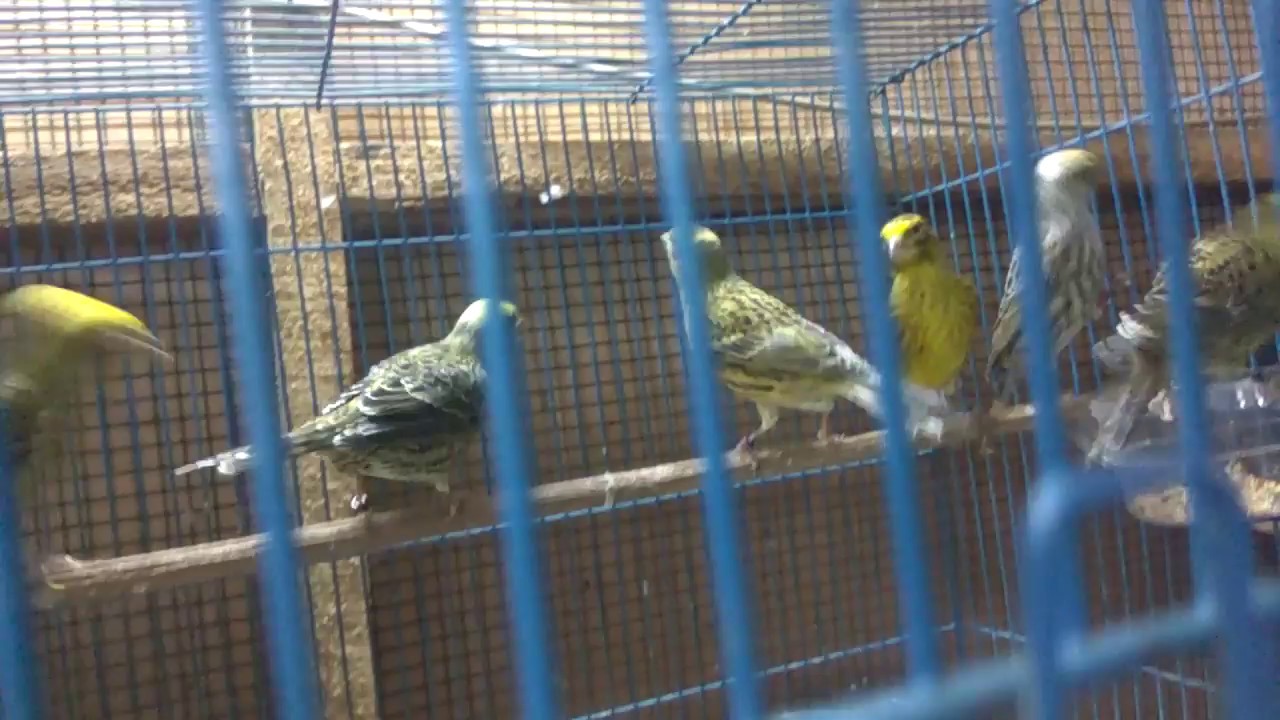 Kenari lizard di pasar burung pramuka 