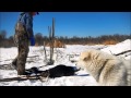 april beaver trapping under ice