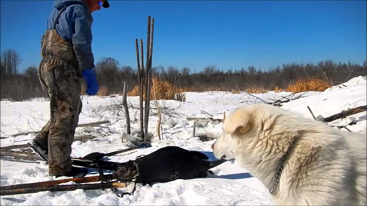april beaver trapping under ice YouTube
