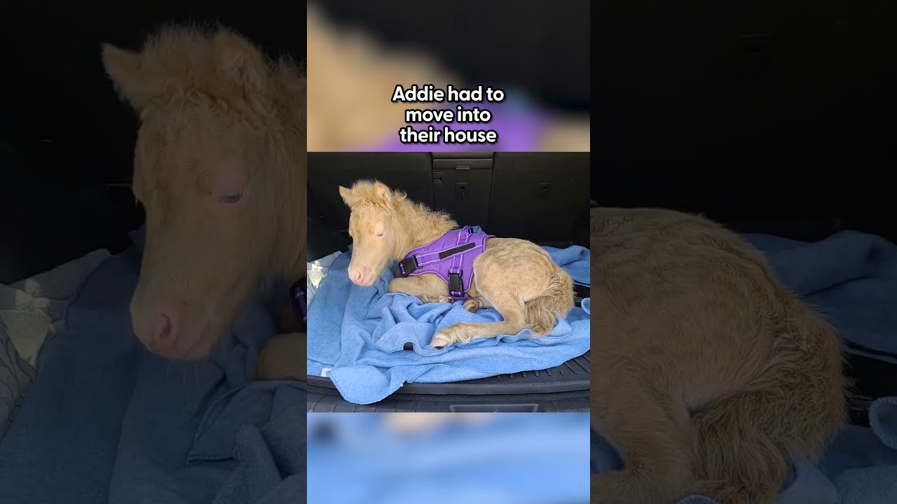 Baby Horse Moves Into Her Human Mom's House And Causes Chaos | The