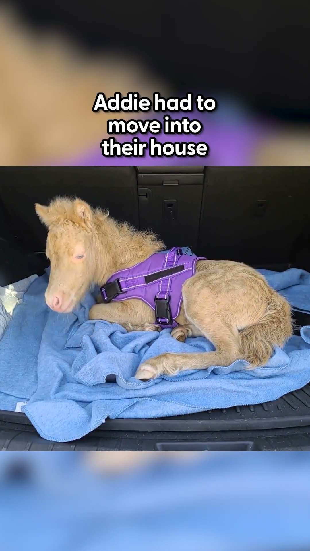Baby Horse Moves Into Her Human Mom's House And Causes Chaos | The
