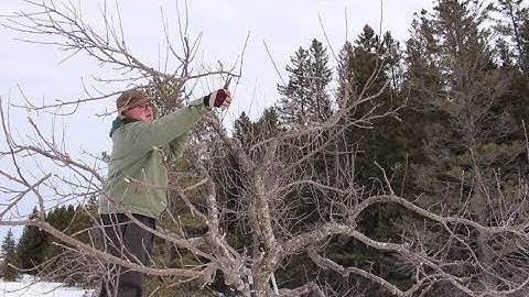 Apple Renovation - 1st Year Follow Up Pruning
