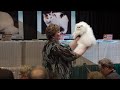 Color adjustments for the 2019 CFA International Show