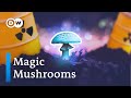 How mushrooms clean up the planet and other fungi powers