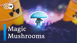 How mushrooms clean up the planet (and other fungi powers)