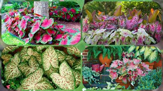 The Most Beautiful Caladium Gardens, Beautiful Backyard, Front yard  Beautiful Caladium Gardens