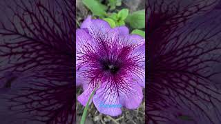 Petunias flowers good.👍 soubscrabe 🤩