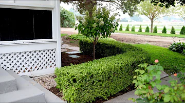 Comment tailler un Hydrangea paniculata Pinky Winky ?