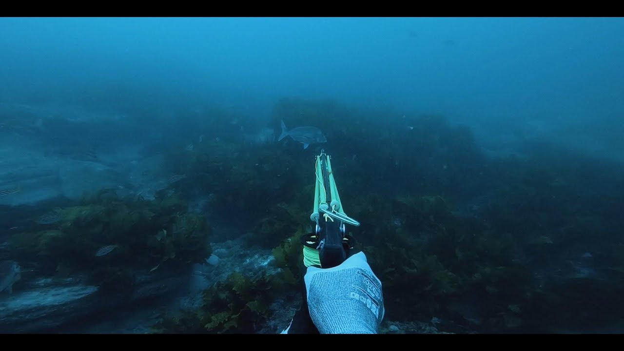 Blue Morwong - Insta Clips