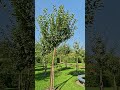 Urban Retreat🌳Awesome Apple Trees in Peterhof 4K #travel #peterburg #asmr #nature